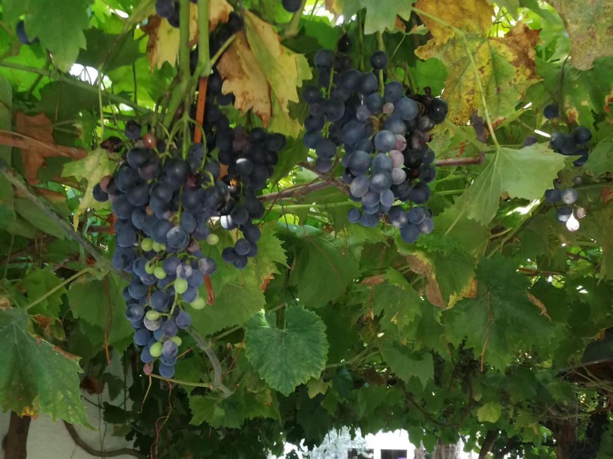 Haus Bienen Bed and Breakfast Ihringen Εξωτερικό φωτογραφία